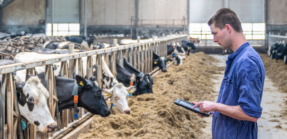 Symbolfoto: Ein Landwirt steht tippt mit einem Finger auf ein Tablet und schaut dabei auf eine Reihe Kühe, die direkt vor ihm an einem Fressgitter stehen.